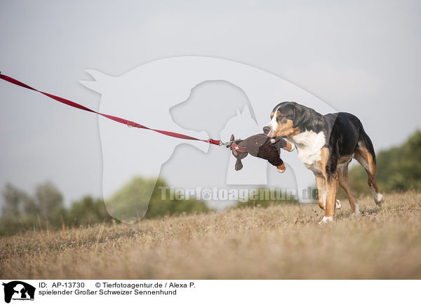 spielender Groer Schweizer Sennenhund / playing Greater Swiss Mountain Dog / AP-13730