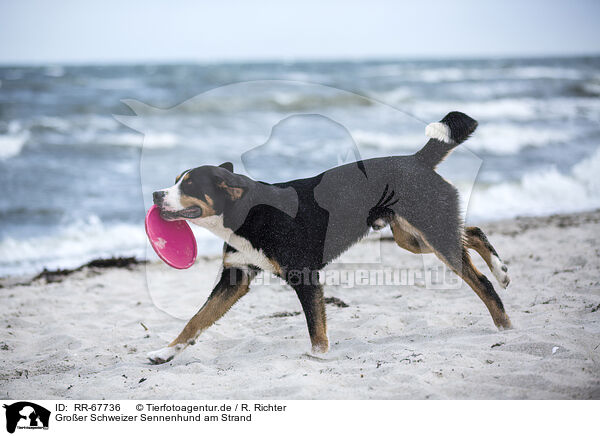 Groer Schweizer Sennenhund am Strand / RR-67736