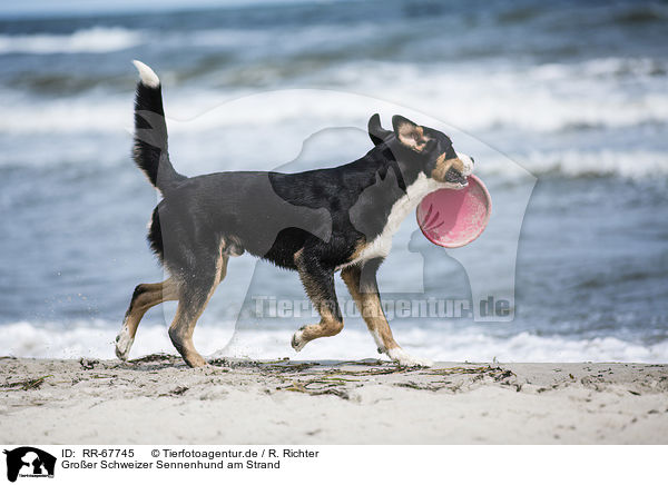Groer Schweizer Sennenhund am Strand / RR-67745