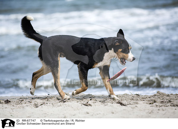 Groer Schweizer Sennenhund am Strand / RR-67747