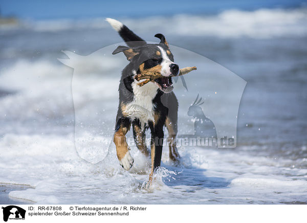 spielender Groer Schweizer Sennenhund / playing Greater Swiss Mountain Dog / RR-67808