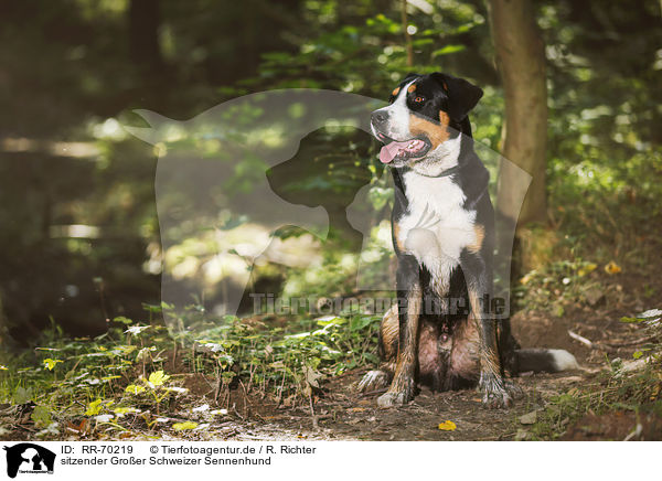 sitzender Groer Schweizer Sennenhund / sitting Great Swiss Mountain Dog / RR-70219