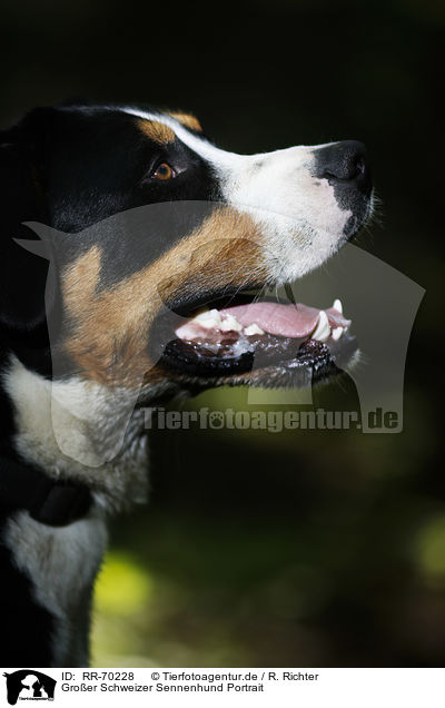 Groer Schweizer Sennenhund Portrait / Great Swiss Mountain Dog Portrait / RR-70228