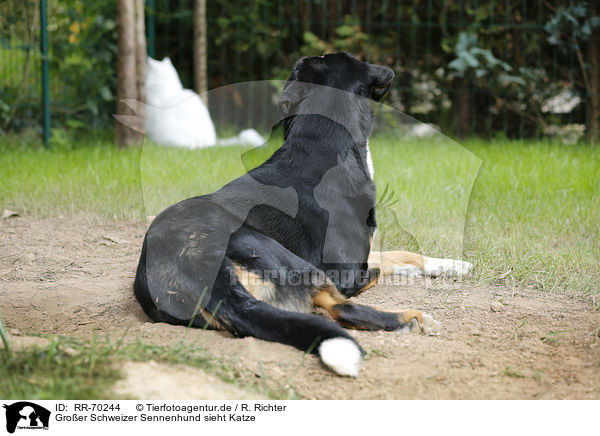 Groer Schweizer Sennenhund sieht Katze / RR-70244