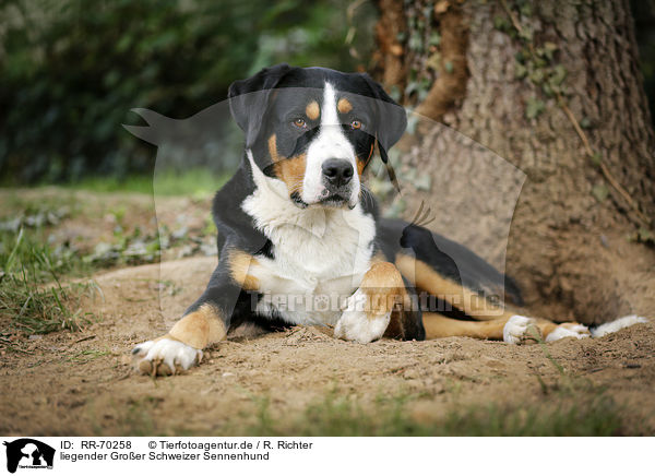 liegender Groer Schweizer Sennenhund / lying Great Swiss Mountain Dog / RR-70258