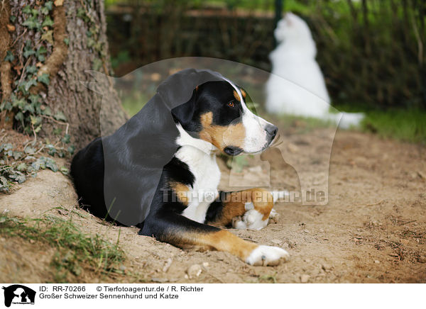 Groer Schweizer Sennenhund und Katze / RR-70266