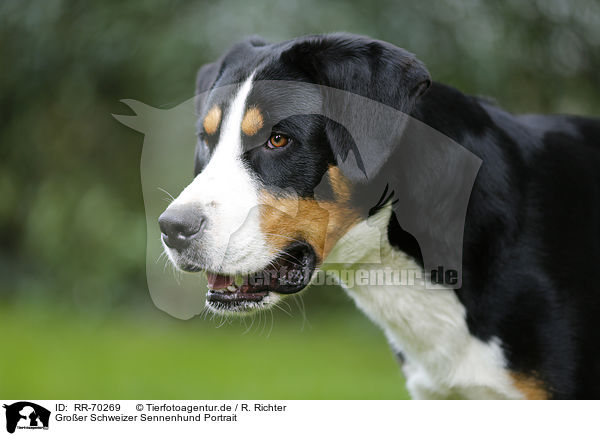 Groer Schweizer Sennenhund Portrait / Great Swiss Mountain Dog Portrait / RR-70269