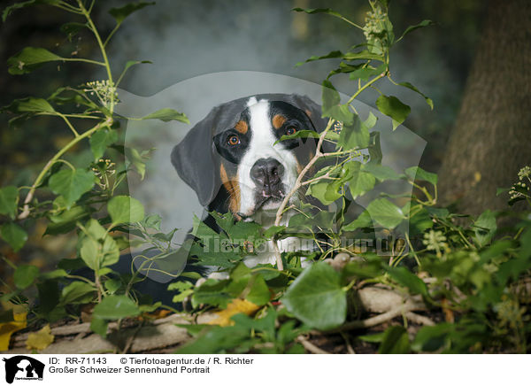 Groer Schweizer Sennenhund Portrait / RR-71143
