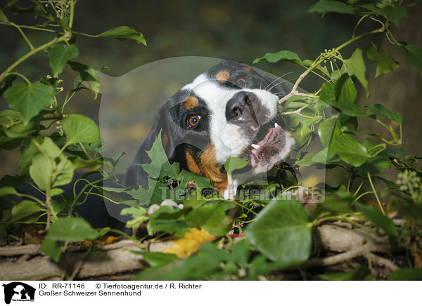 Groer Schweizer Sennenhund / Great Swiss Mountain Dog / RR-71146