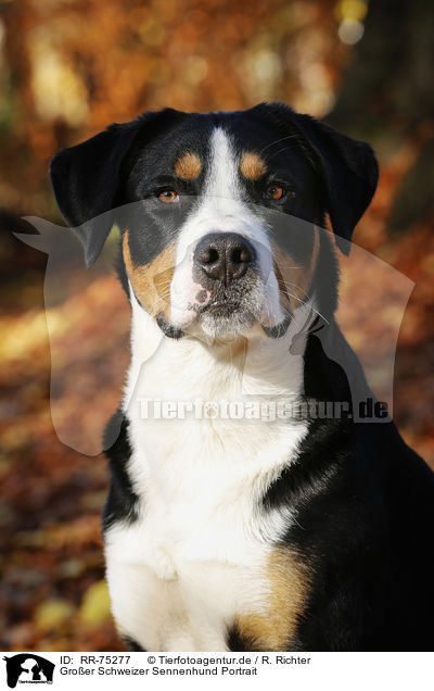 Groer Schweizer Sennenhund Portrait / RR-75277