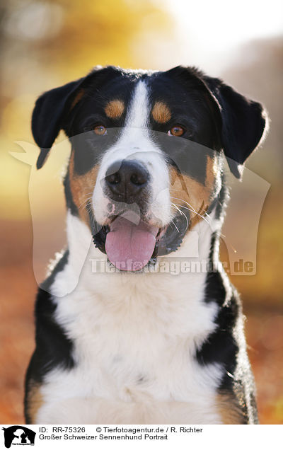 Groer Schweizer Sennenhund Portrait / RR-75326