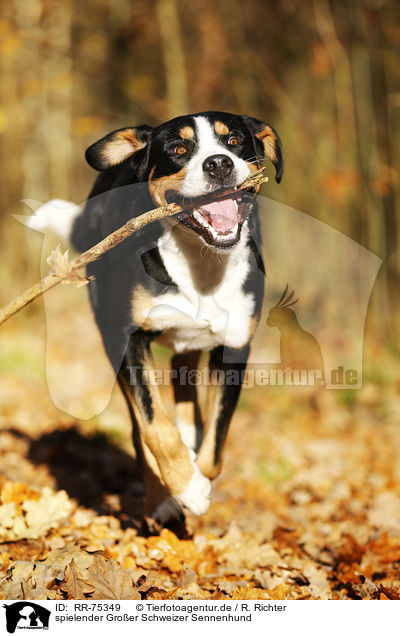 spielender Groer Schweizer Sennenhund / playing Greater Swiss Mountain Dog / RR-75349