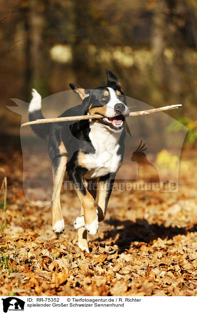 spielender Groer Schweizer Sennenhund / playing Greater Swiss Mountain Dog / RR-75352