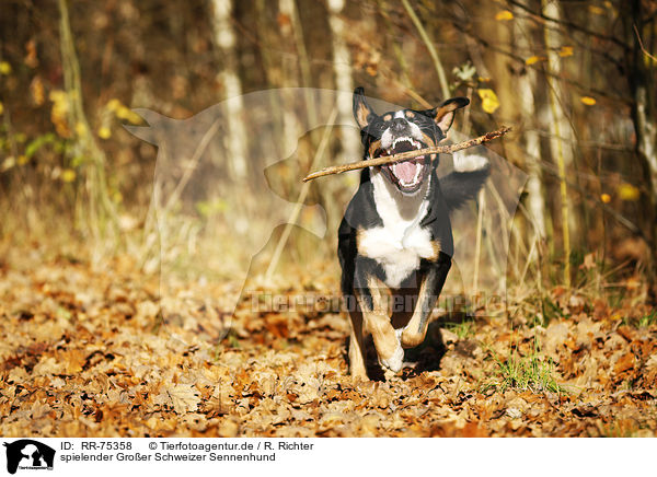 spielender Groer Schweizer Sennenhund / playing Greater Swiss Mountain Dog / RR-75358