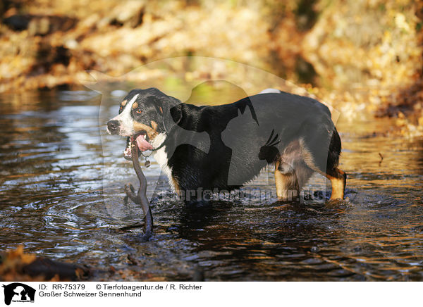 Groer Schweizer Sennenhund / Greater Swiss Mountain Dog / RR-75379