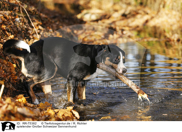 spielender Groer Schweizer Sennenhund / playing Greater Swiss Mountain Dog / RR-75382