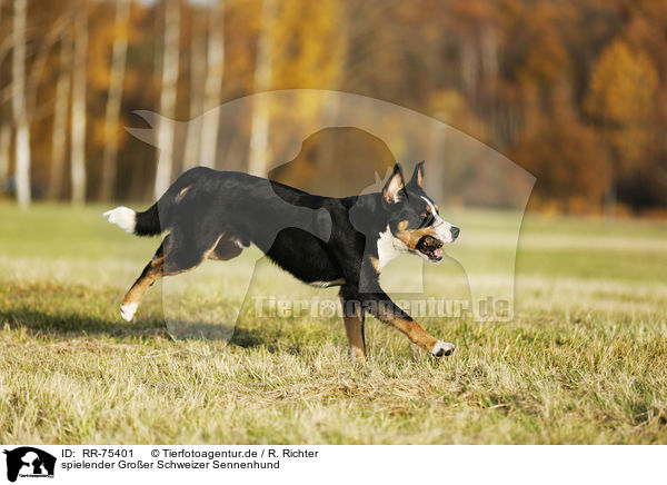 spielender Groer Schweizer Sennenhund / playing Greater Swiss Mountain Dog / RR-75401