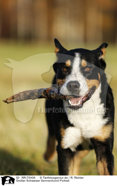 Groer Schweizer Sennenhund Portrait / Greater Swiss Mountain Dog Portrait / RR-75406