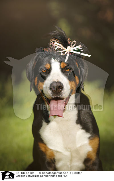 Groer Schweizer Sennenhund mit Hut / RR-86106