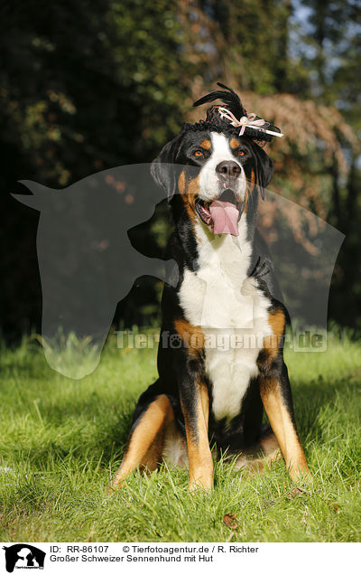 Groer Schweizer Sennenhund mit Hut / RR-86107