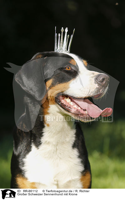 Groer Schweizer Sennenhund mit Krone / RR-86112