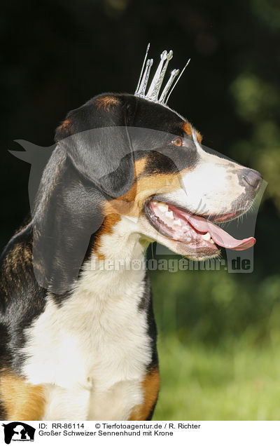 Groer Schweizer Sennenhund mit Krone / RR-86114