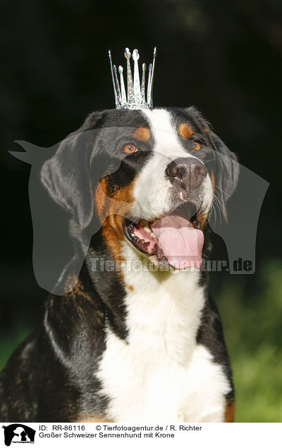 Groer Schweizer Sennenhund mit Krone / RR-86116