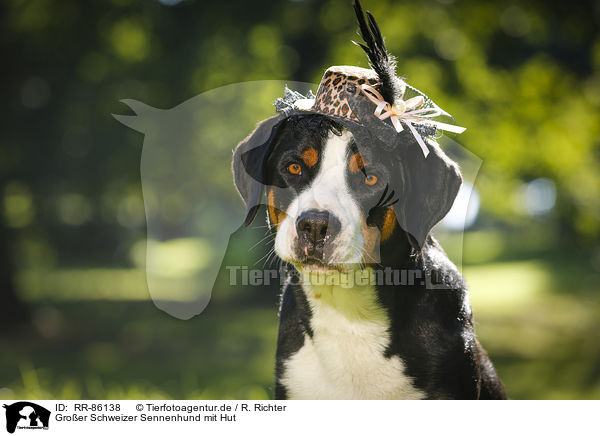 Groer Schweizer Sennenhund mit Hut / RR-86138