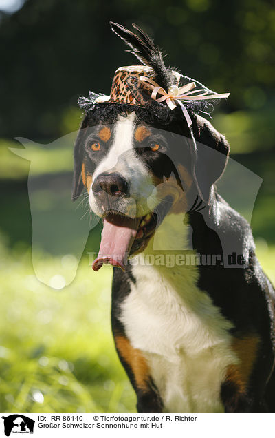 Groer Schweizer Sennenhund mit Hut / RR-86140