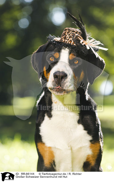 Groer Schweizer Sennenhund mit Hut / RR-86144