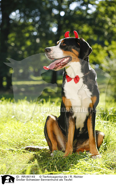 Groer Schweizer Sennenhund als Teufel / Great Swiss Mountain Dog as evil / RR-86149