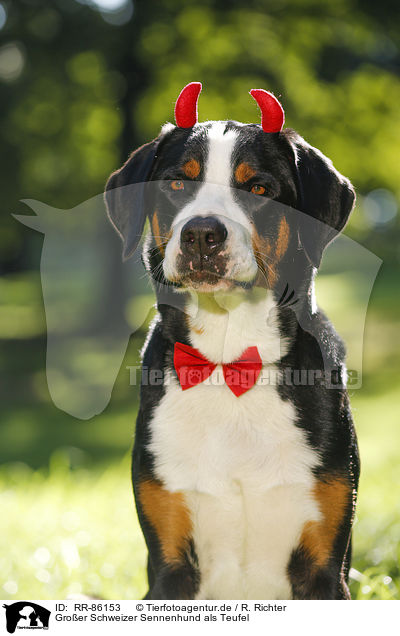 Groer Schweizer Sennenhund als Teufel / Great Swiss Mountain Dog as evil / RR-86153