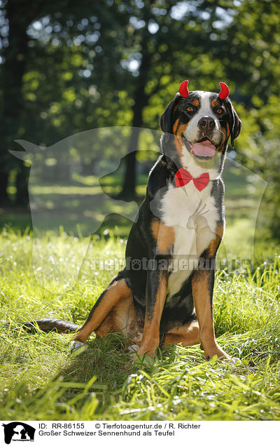Groer Schweizer Sennenhund als Teufel / Great Swiss Mountain Dog as evil / RR-86155