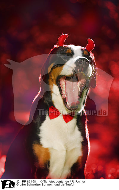 Groer Schweizer Sennenhund als Teufel / Great Swiss Mountain Dog as evil / RR-86158