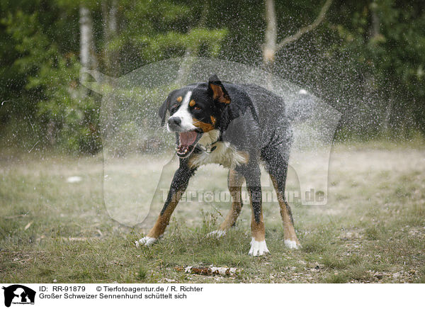 Groer Schweizer Sennenhund schttelt sich / RR-91879