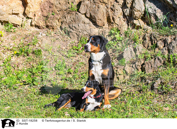 2 Hunde / 2 dogs / SST-18258