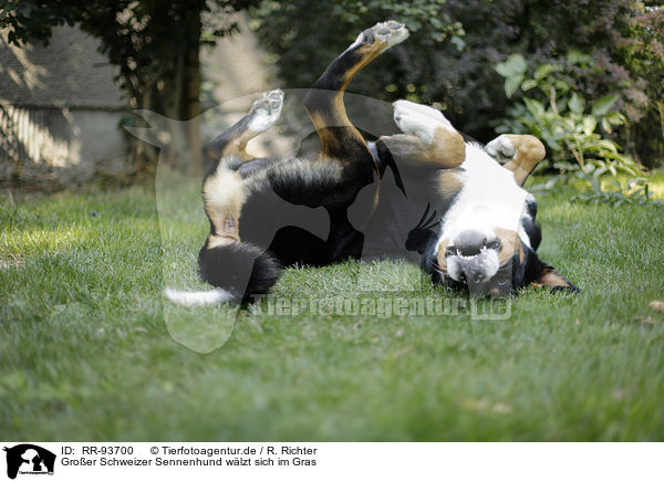 Groer Schweizer Sennenhund wlzt sich im Gras / RR-93700