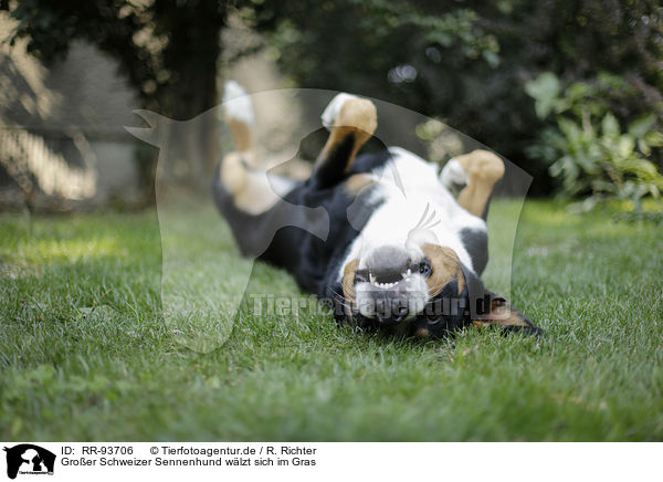 Groer Schweizer Sennenhund wlzt sich im Gras / Greater Swiss Mountain Dog rolling in the grass / RR-93706