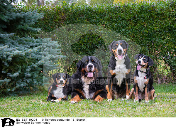 Schweizer Sennenhunde / Swiss Mountain Dogs / SST-19294