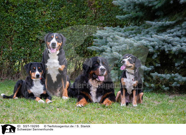 Schweizer Sennenhunde / SST-19295