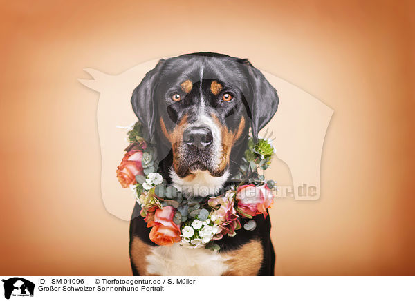 Gro�er Schweizer Sennenhund Portrait / Greater Swiss Mountain Dog Portrait / SM-01096
