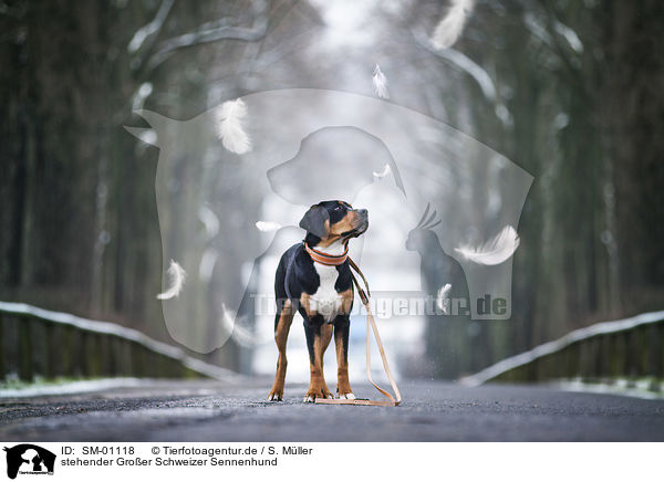stehender Groer Schweizer Sennenhund / standing Greater Swiss Mountain Dog / SM-01118