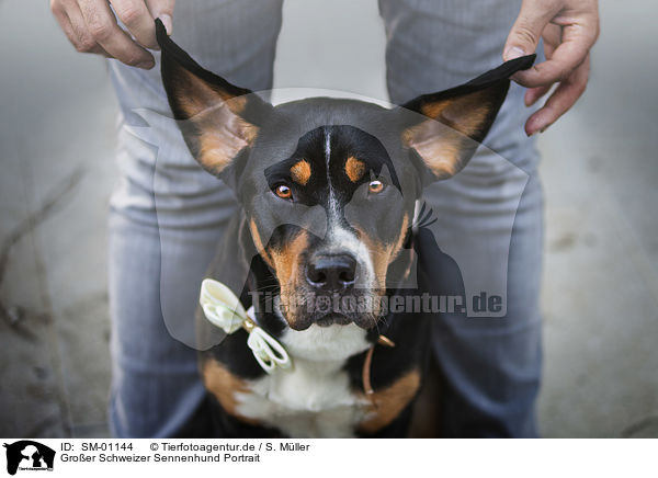 Groer Schweizer Sennenhund Portrait / SM-01144