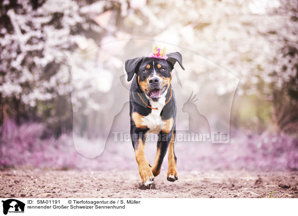 rennender Groer Schweizer Sennenhund / running Greater Swiss Mountain Dog / SM-01191