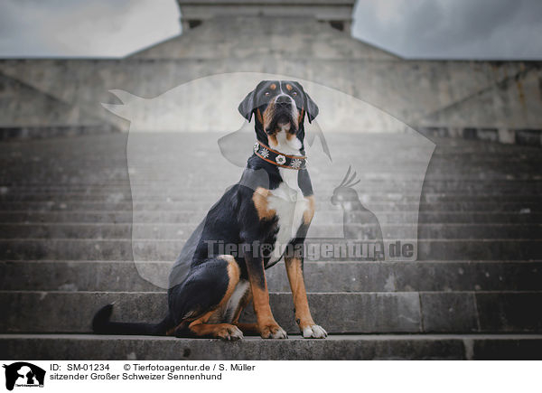 sitzender Groer Schweizer Sennenhund / sitting Greater Swiss Mountain Dog / SM-01234