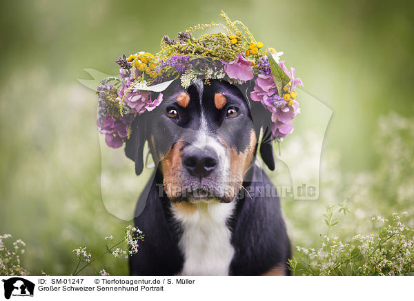 Groer Schweizer Sennenhund Portrait / SM-01247