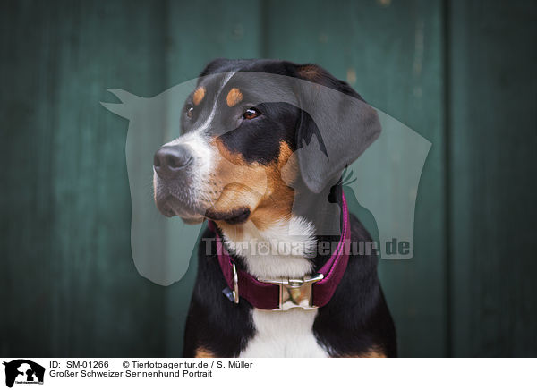 Groer Schweizer Sennenhund Portrait / Greater Swiss Mountain Dog Portrait / SM-01266