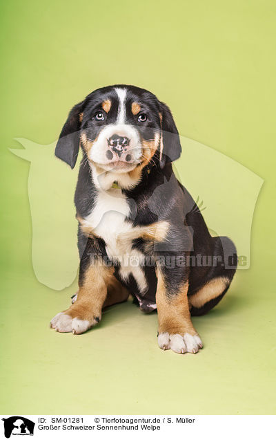 Groer Schweizer Sennenhund Welpe / SM-01281
