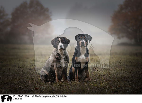 2 Hunde / SM-01360