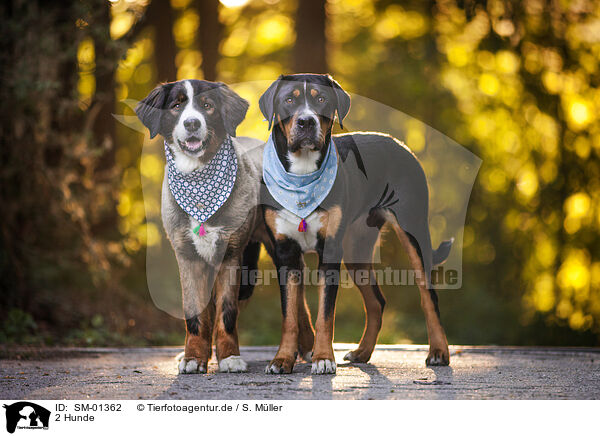 2 Hunde / SM-01362